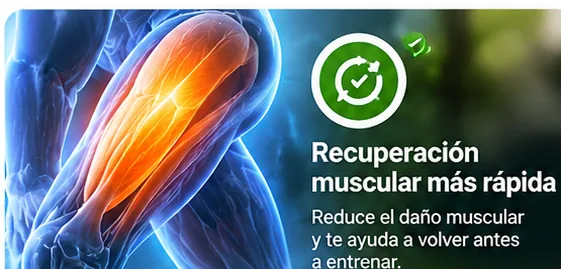 Infografía sobre el posible papel del HMB en la recuperación muscular